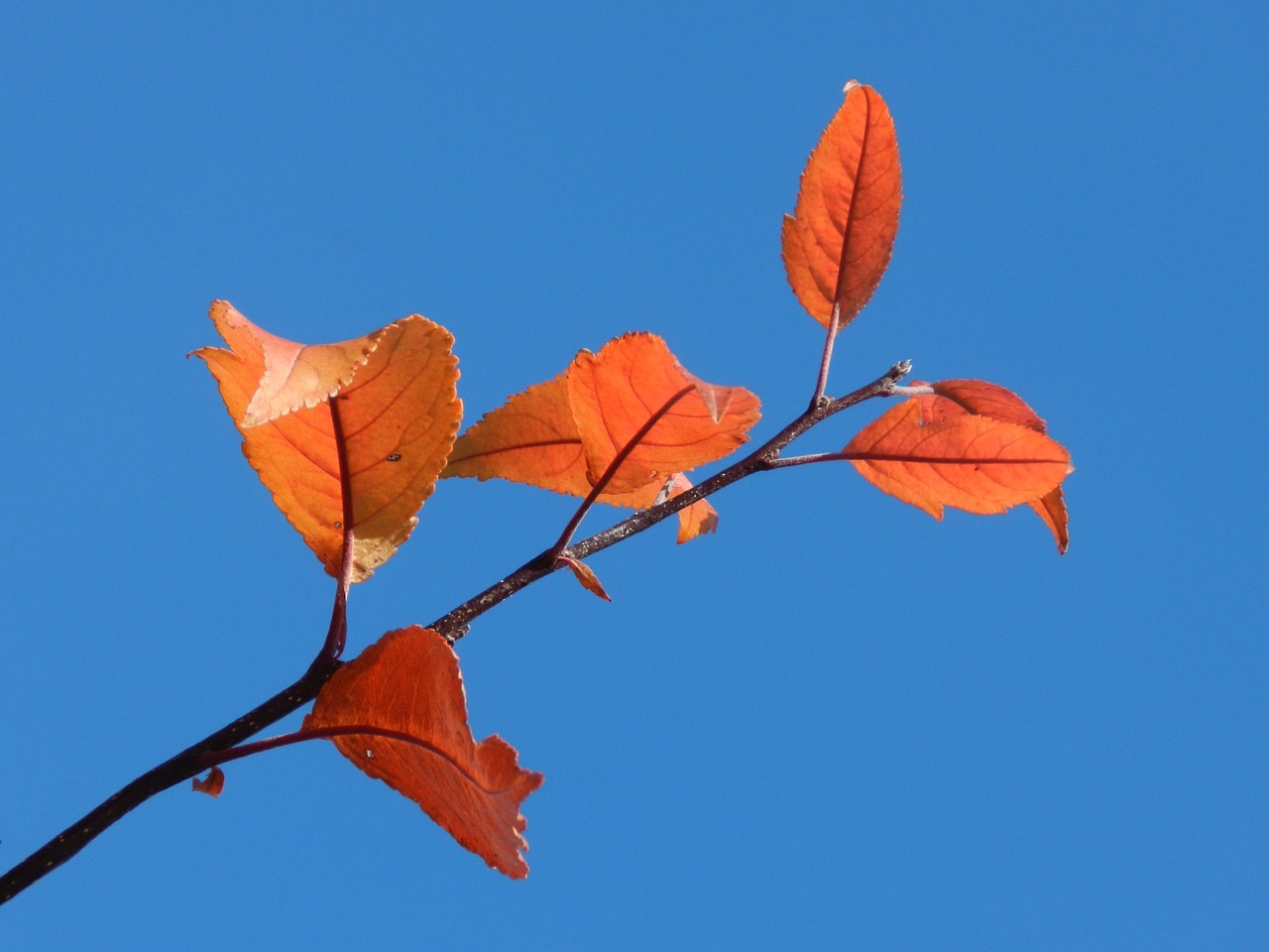 single branch nature free photo