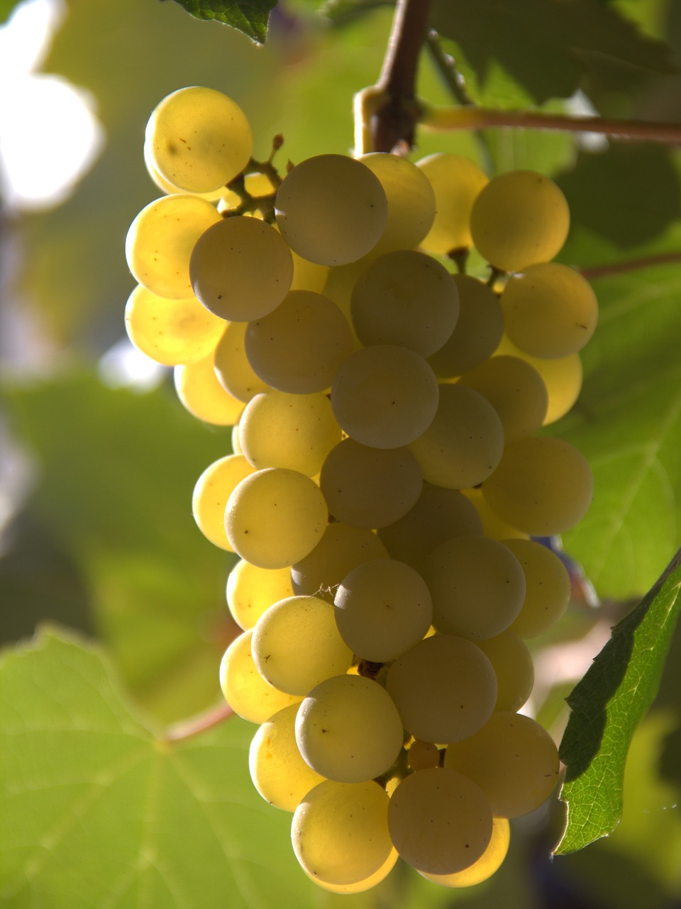 single grapes yellow free photo