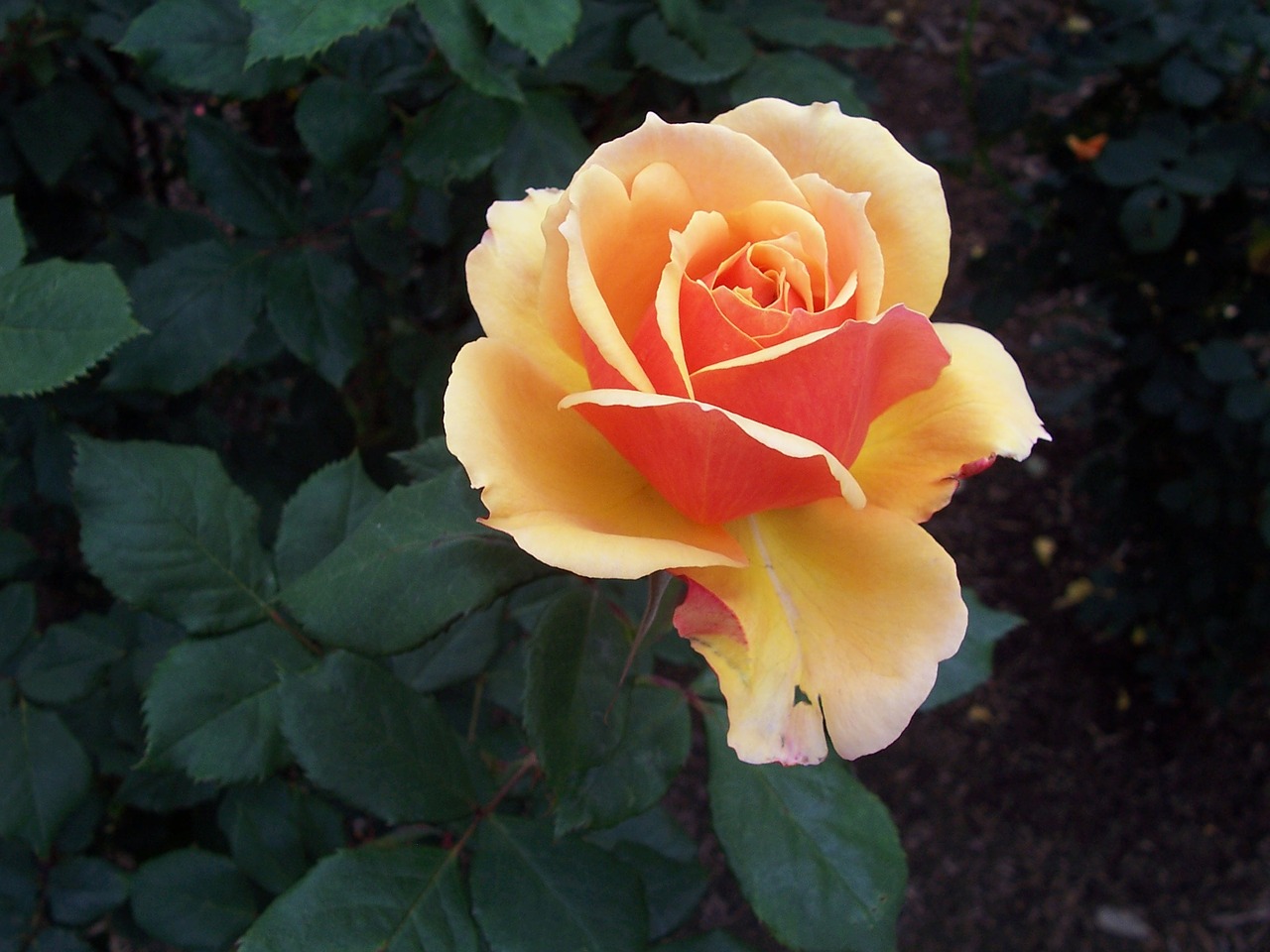 single rose flower free photo