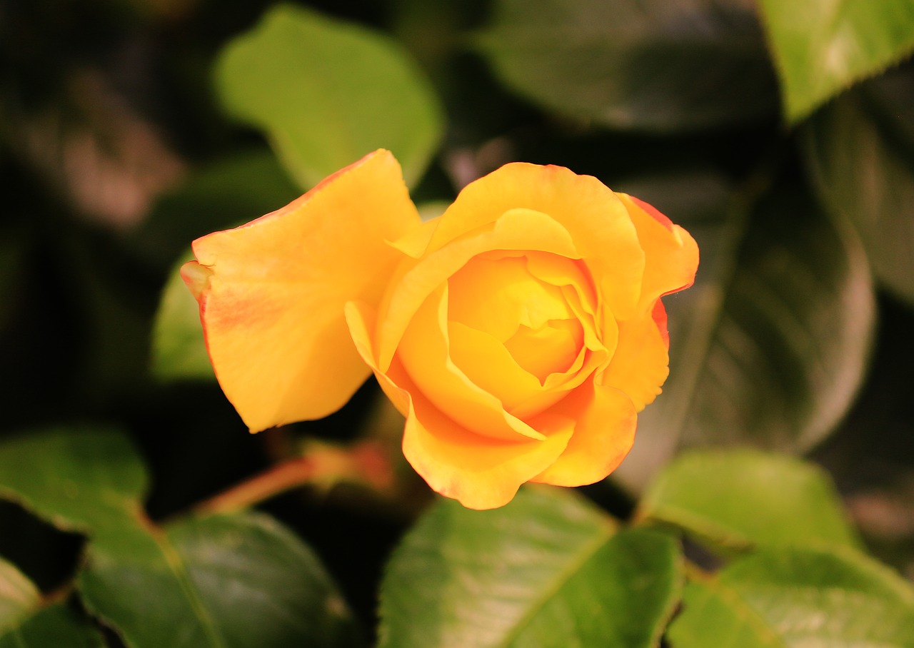 single rose yellow free photo