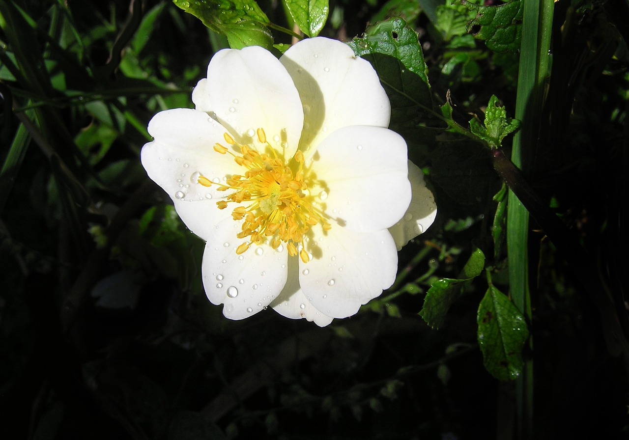 single white rose free photo