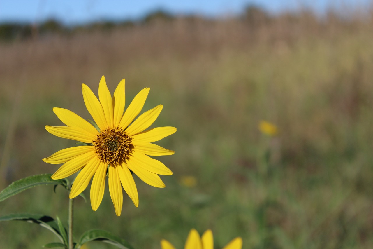 single  yellow  flower free photo