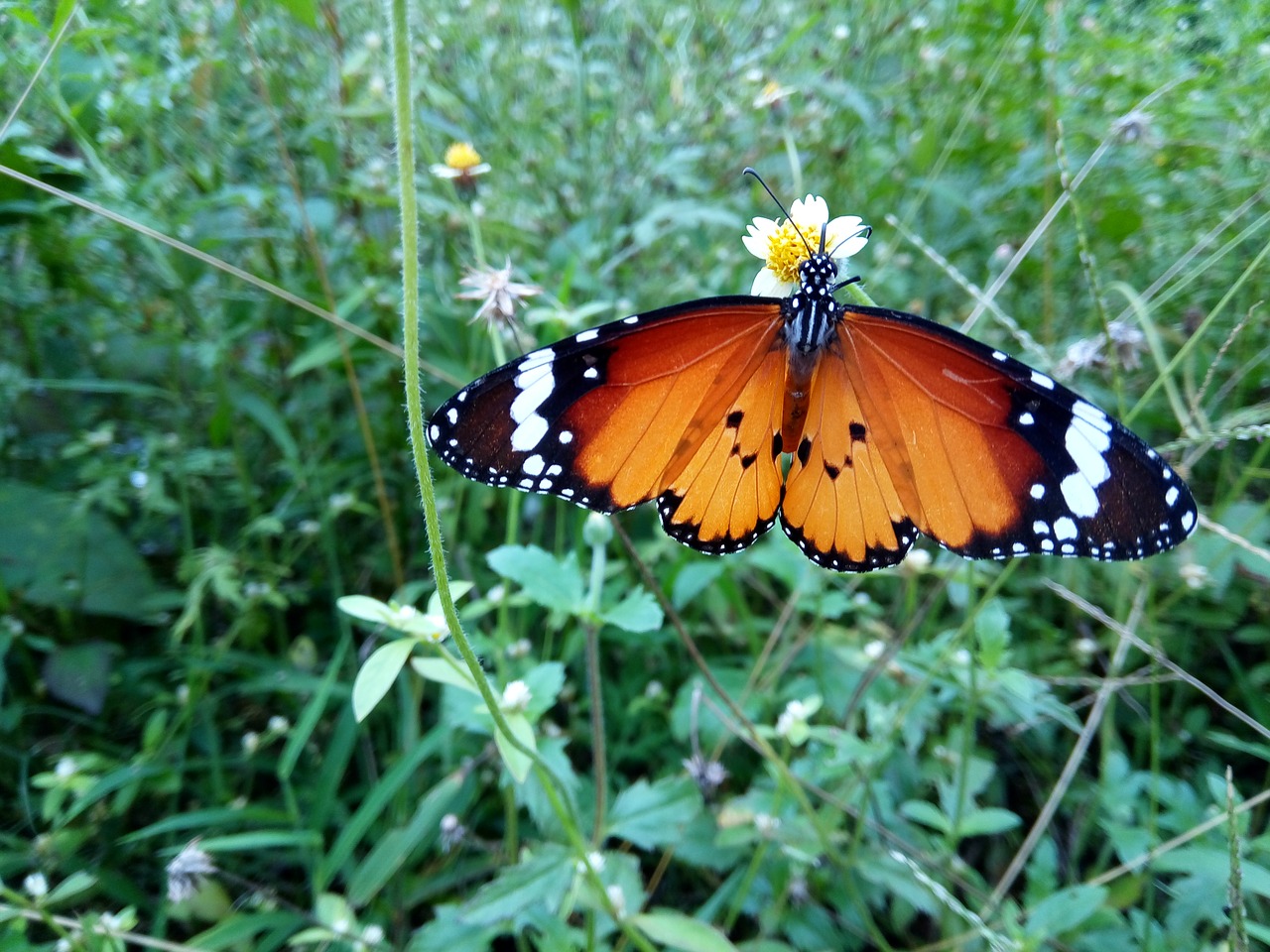 single  butterfly  in free photo