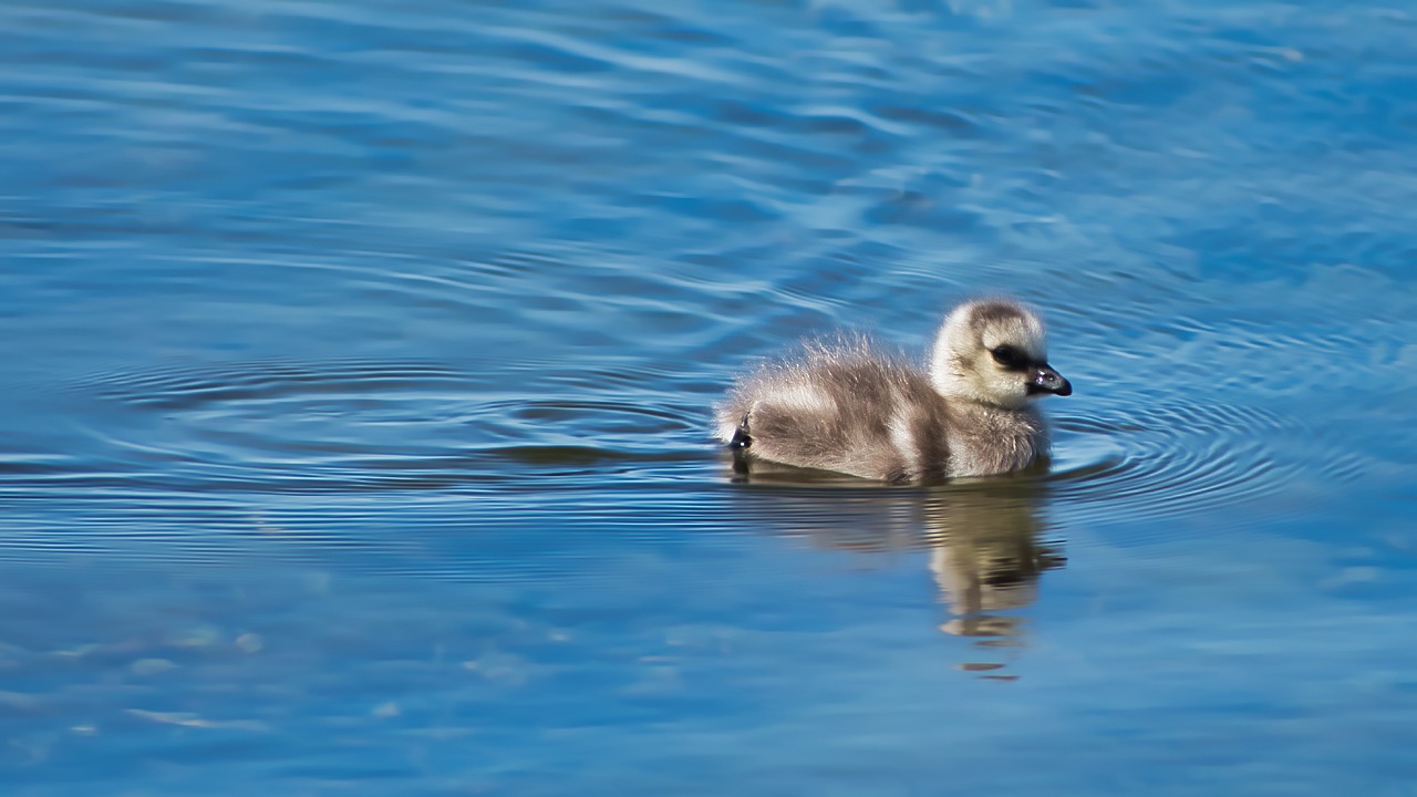 single  bird  fluffy free photo