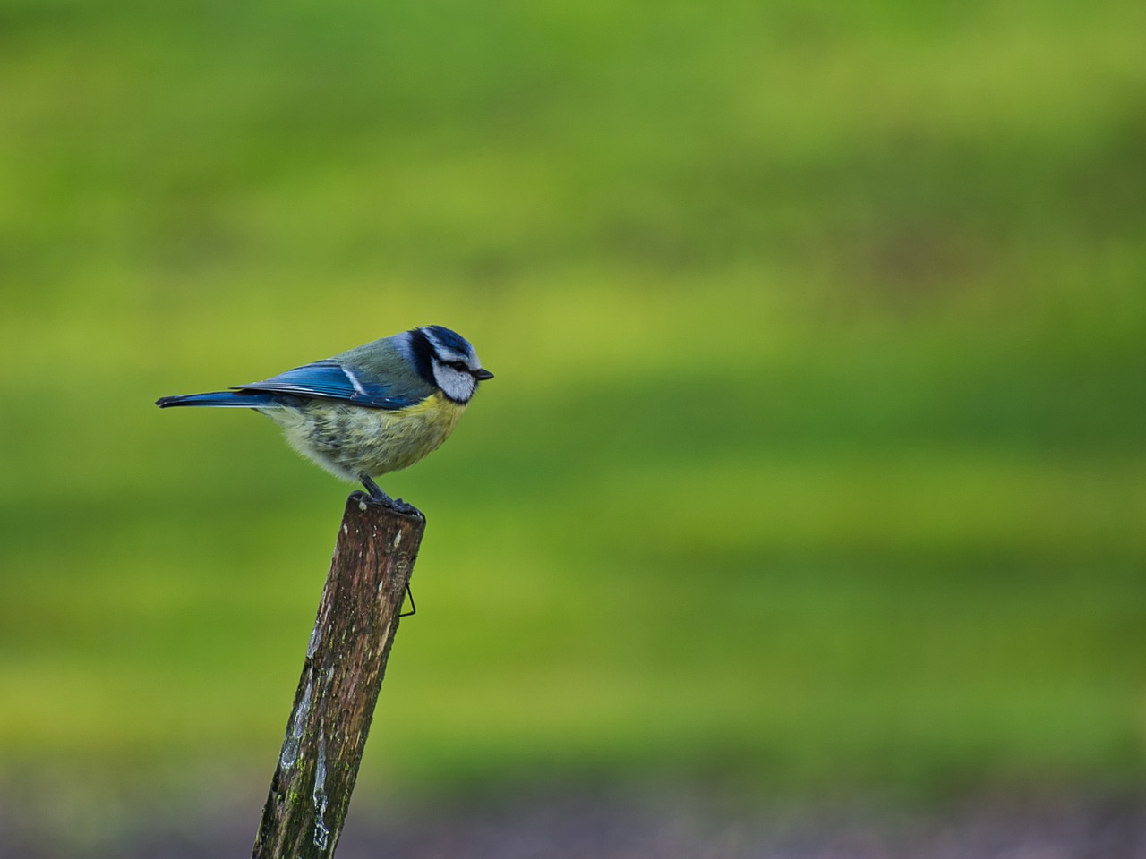 single  bird  wildlife free photo