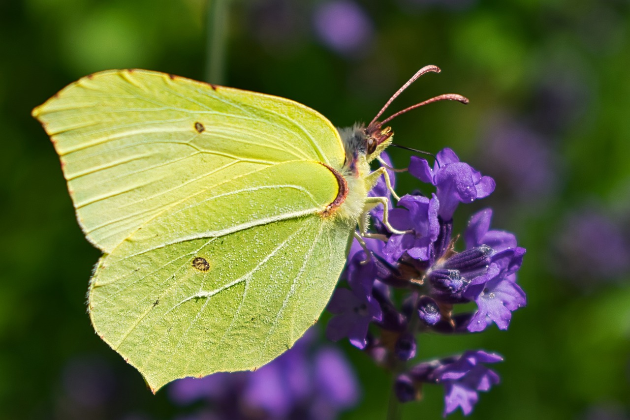 single  butterfly  colorful free photo