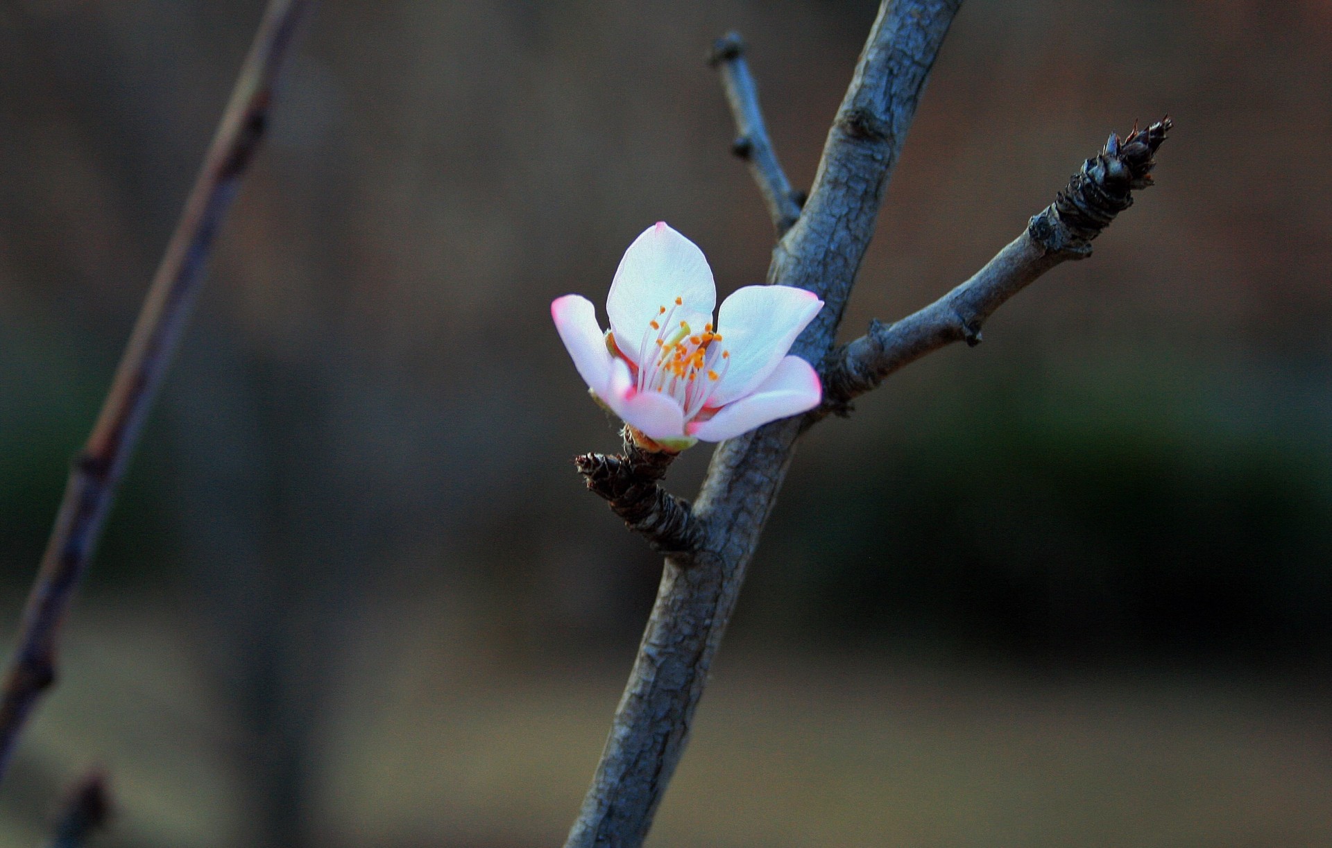 flower blossom pink free photo