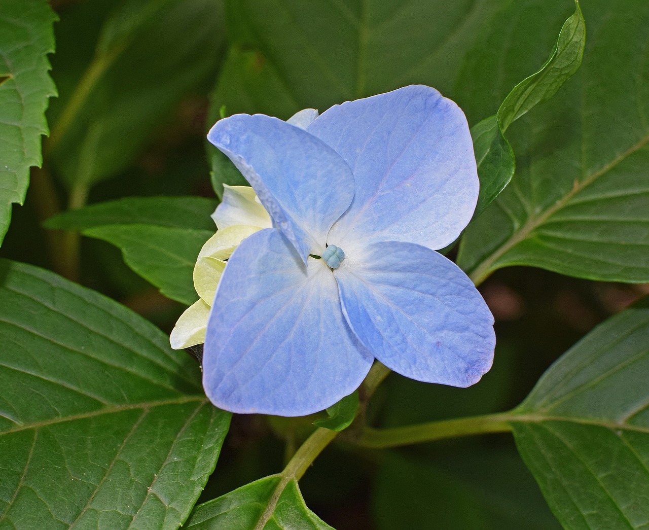 single blue hydrangea hydrangea blossoms free photo