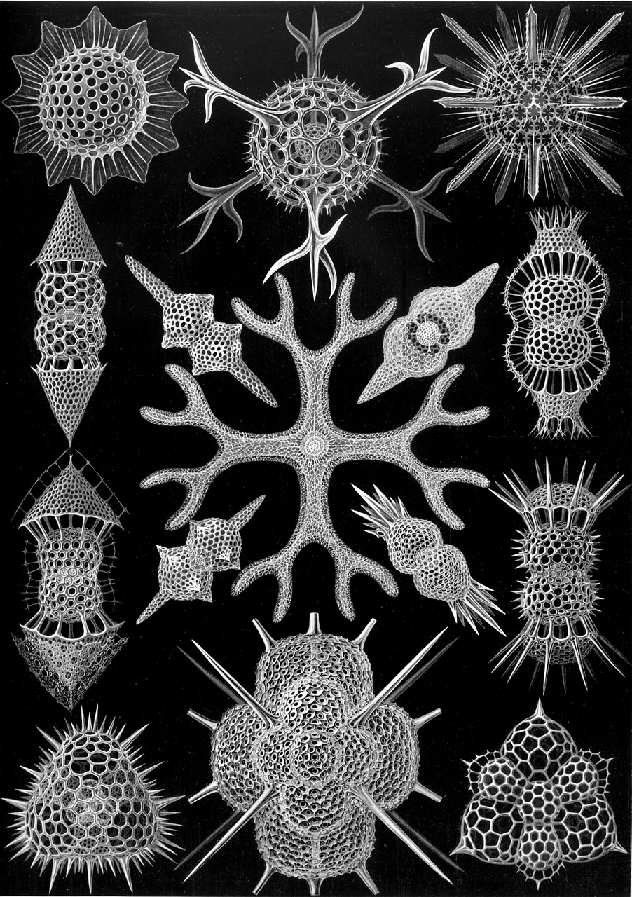 single celled organisms radiolarians radiolaria free photo