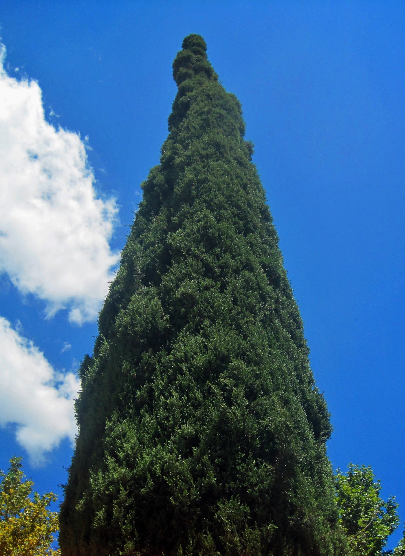 tree tall cypress free photo