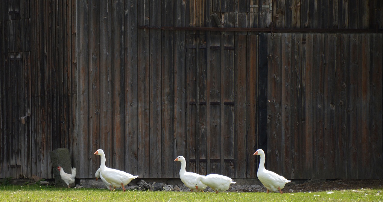 single file geese theater yard gate free photo