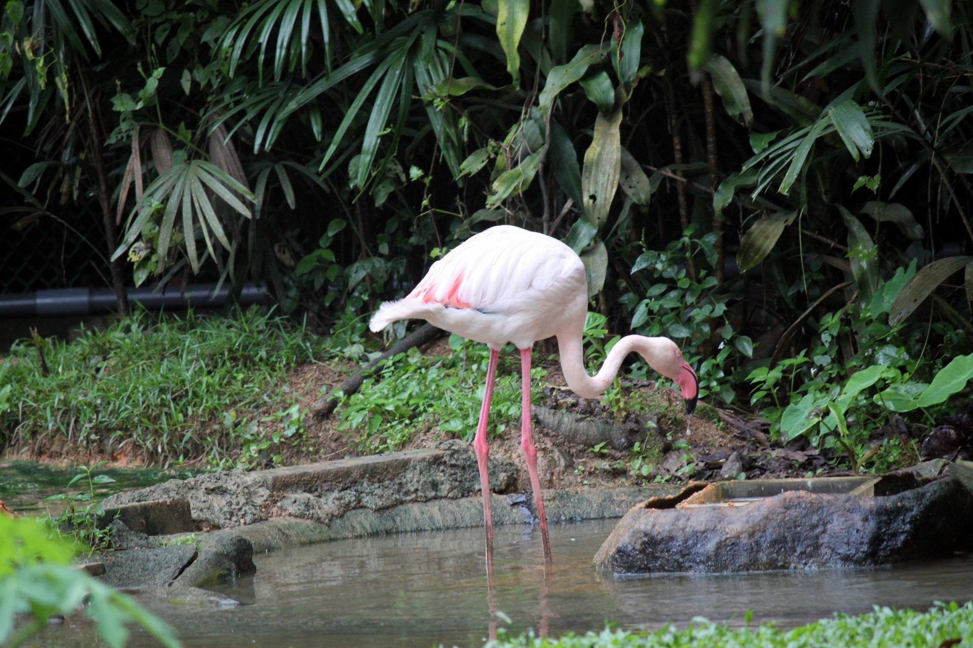 single flamingo pond free photo
