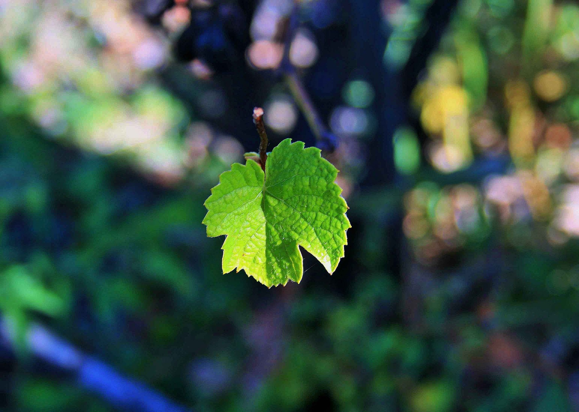 leaf vine young free photo