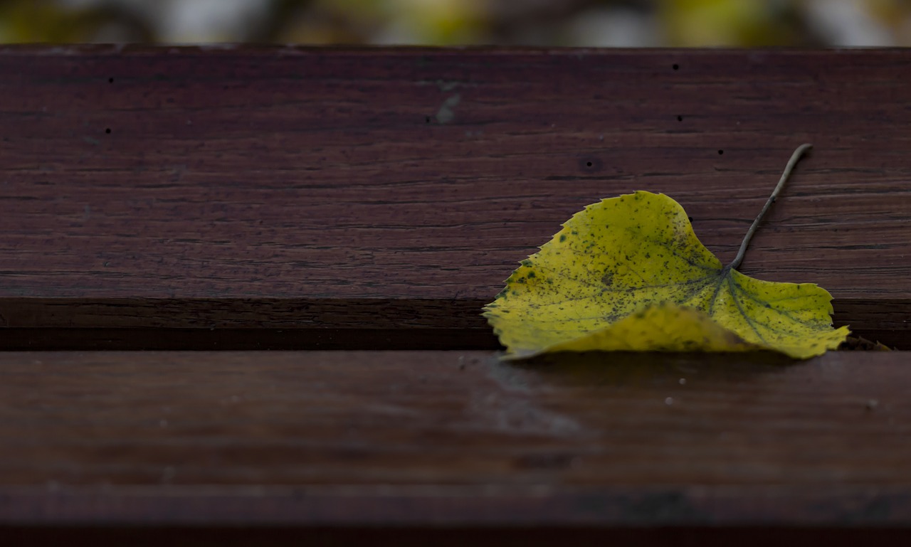 single leaf yellow leaf autumn leaf free photo