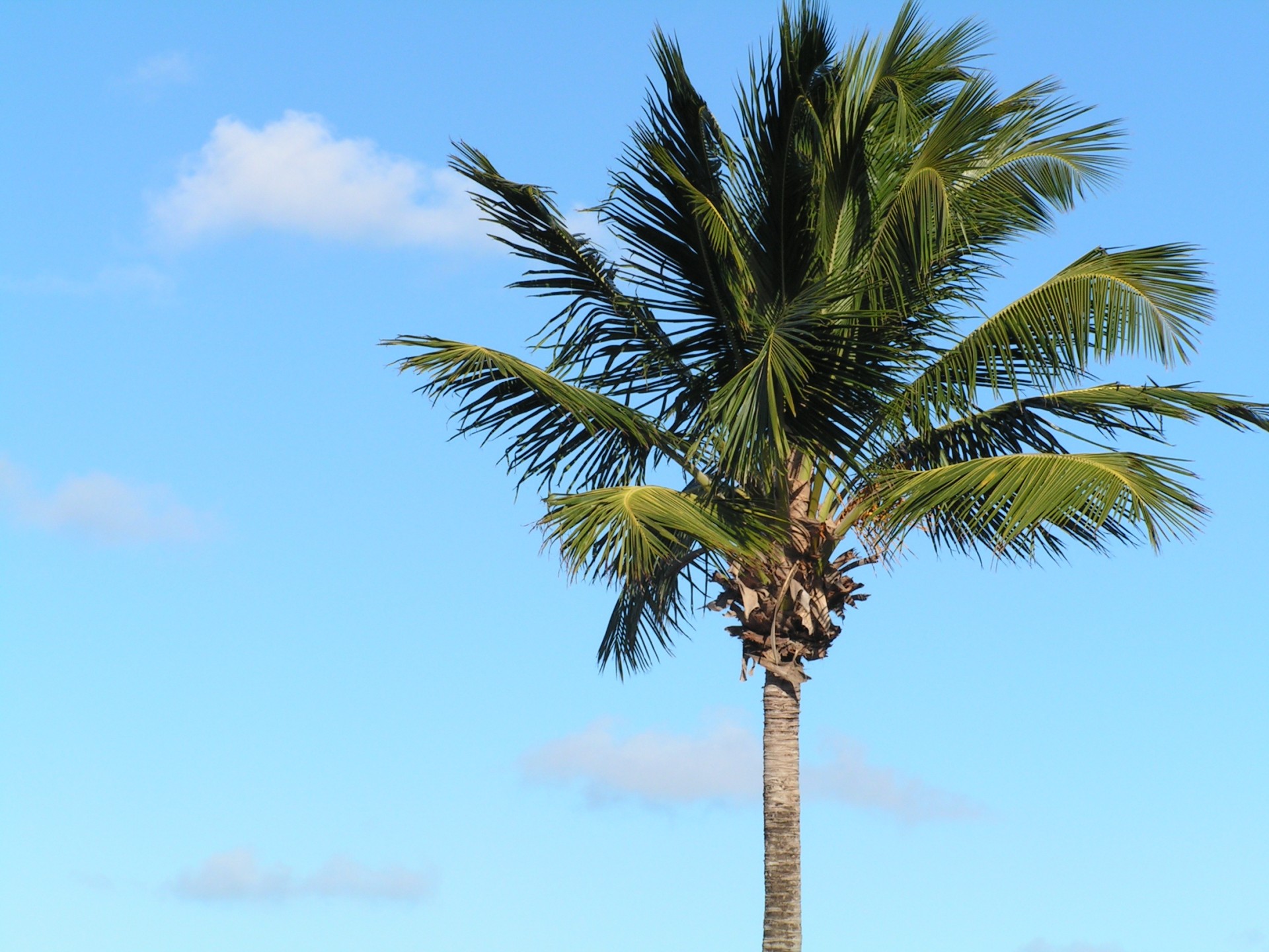 tropical island palm tree free photo