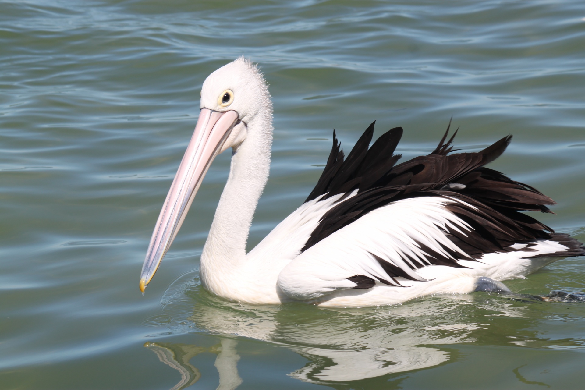 single pelican sea free photo