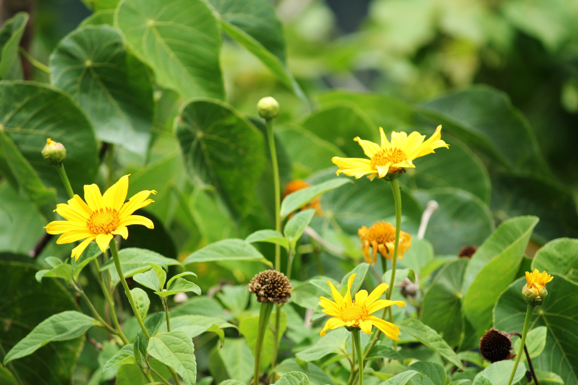 single petals sunflower sunflowers petals free photo