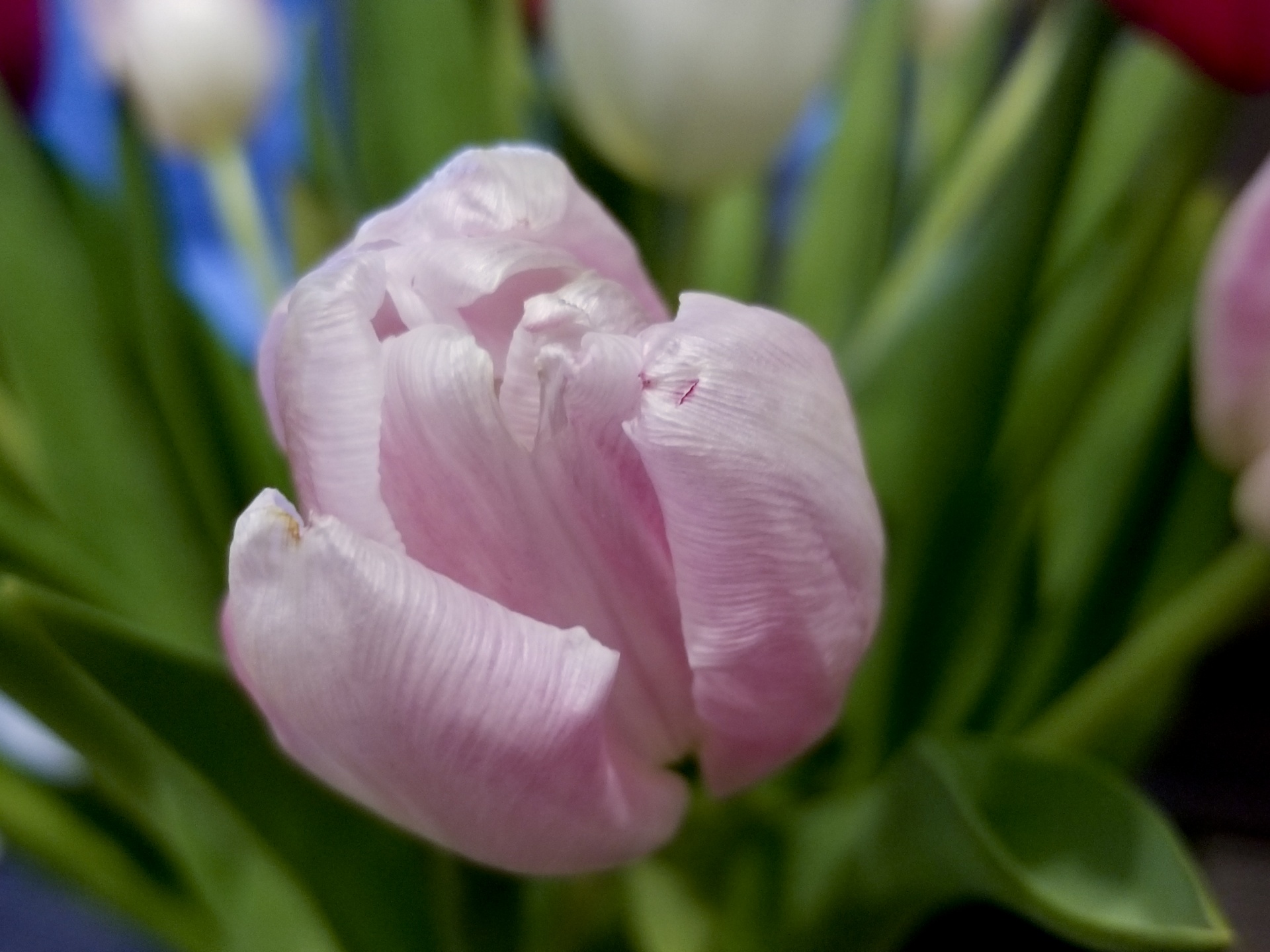 tulip flowers filled free photo