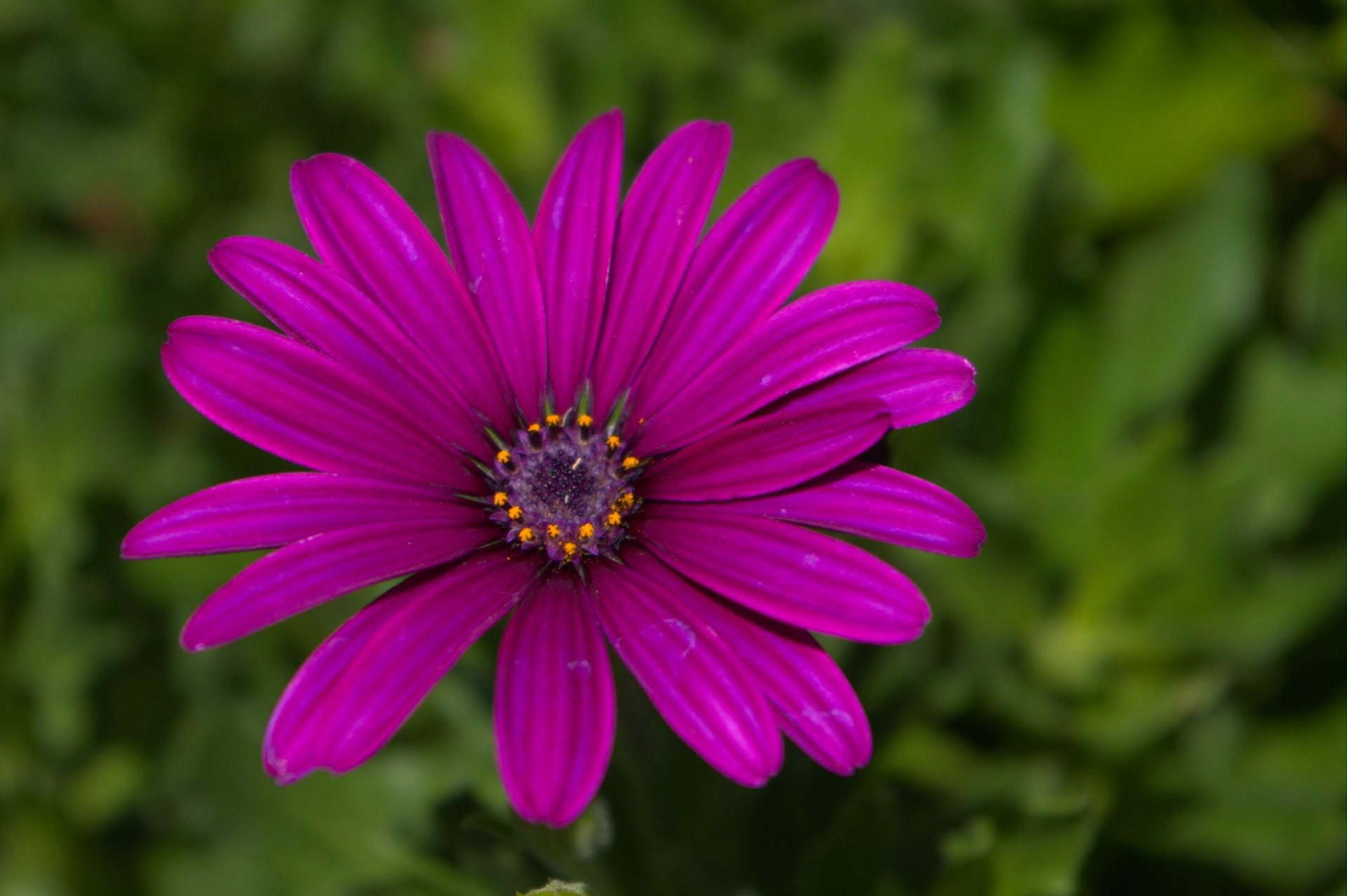 single purple flower free photo