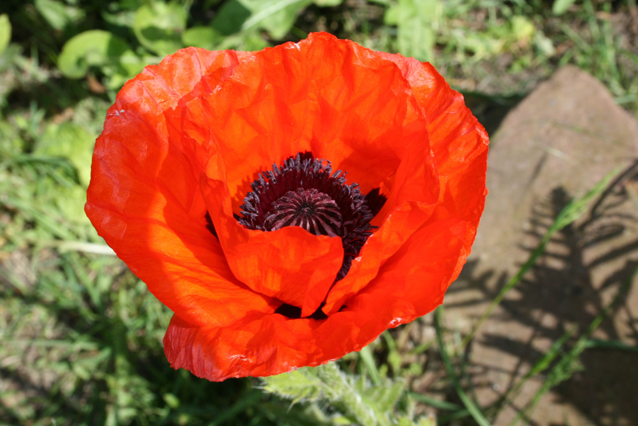 flowers poppy red free photo