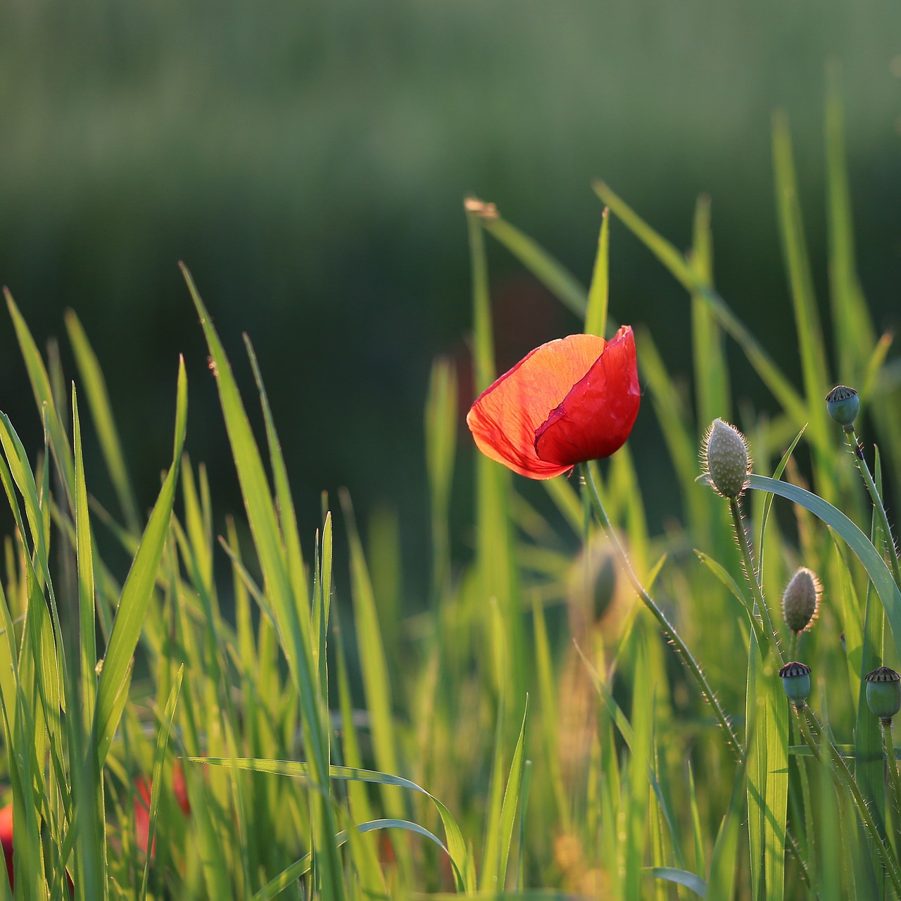 single red poppy  blooming  spring free photo