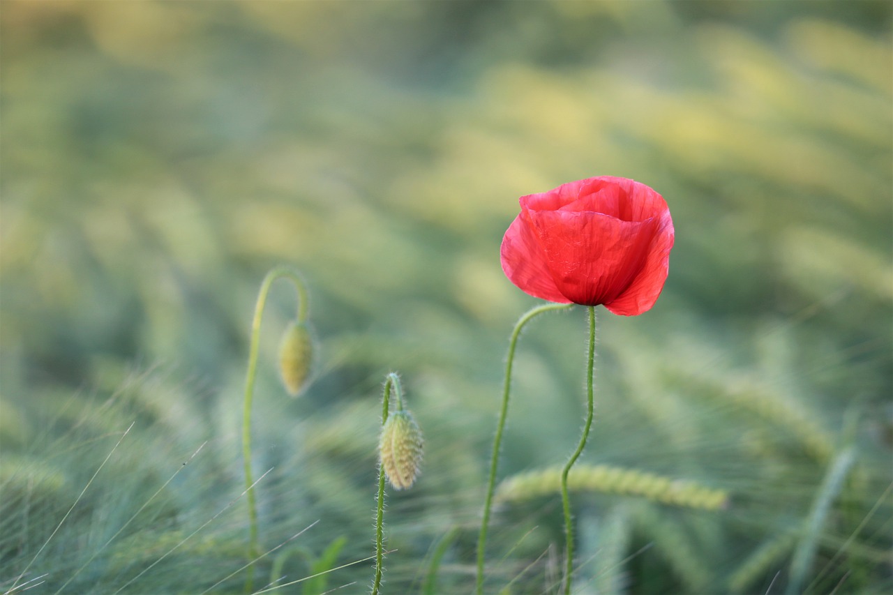 single red poppy  blooming  wheat field free photo