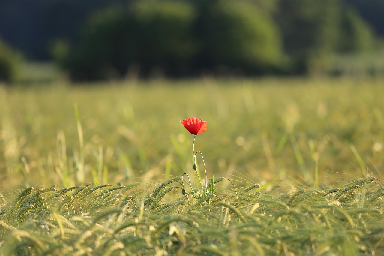 single red poppy  field  evening free photo