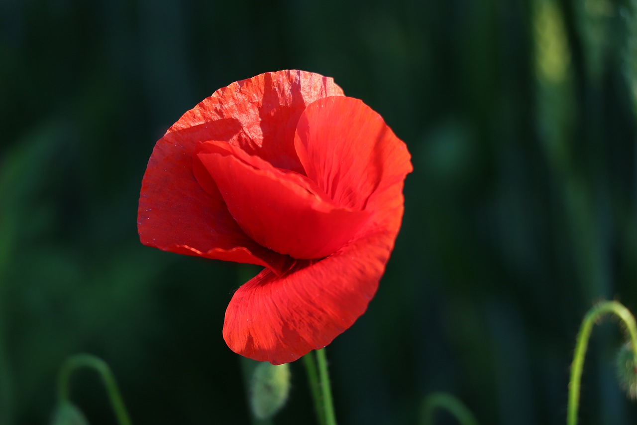 single red poppy  blooming  spring free photo