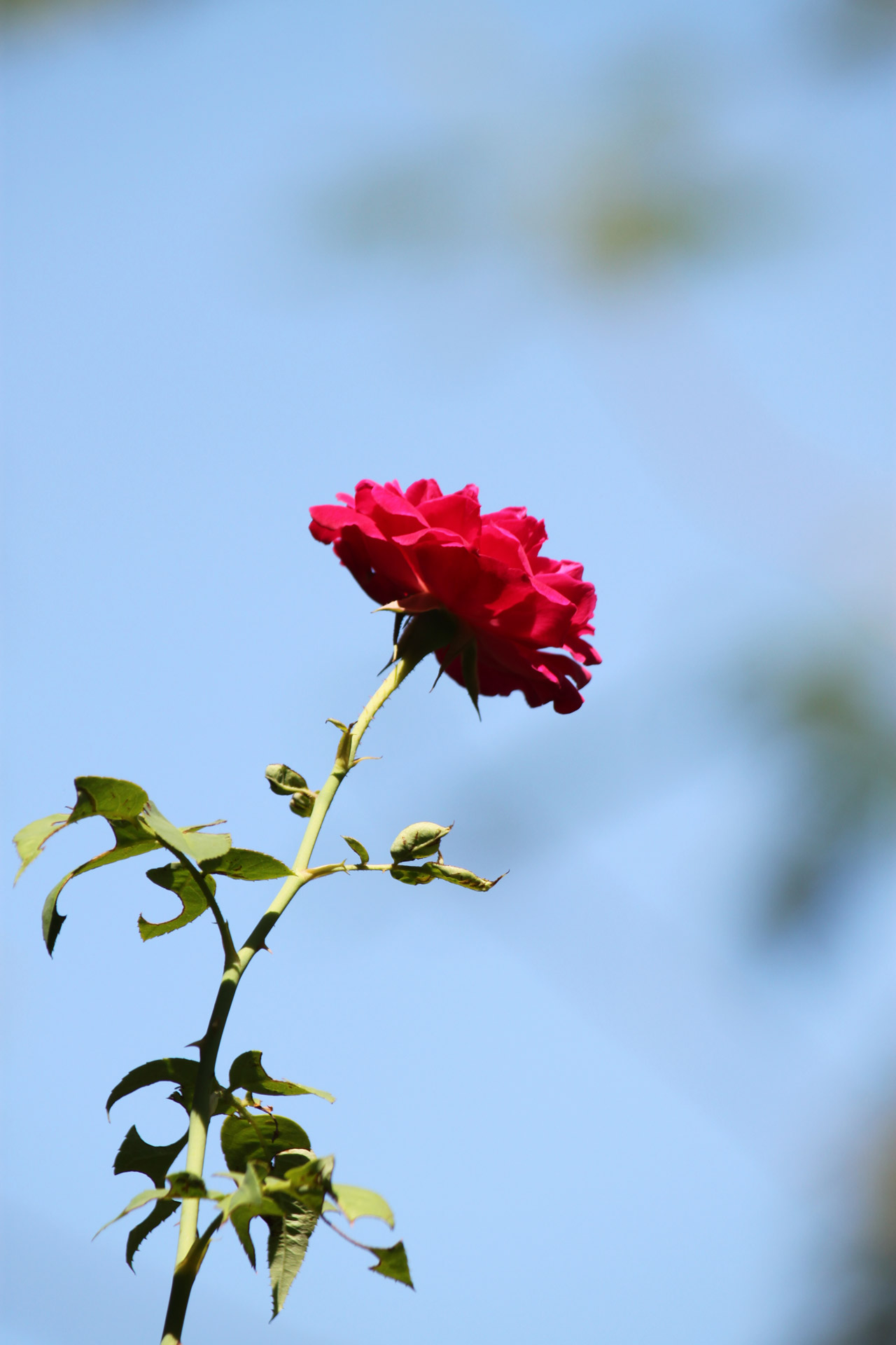 single red rose free photo