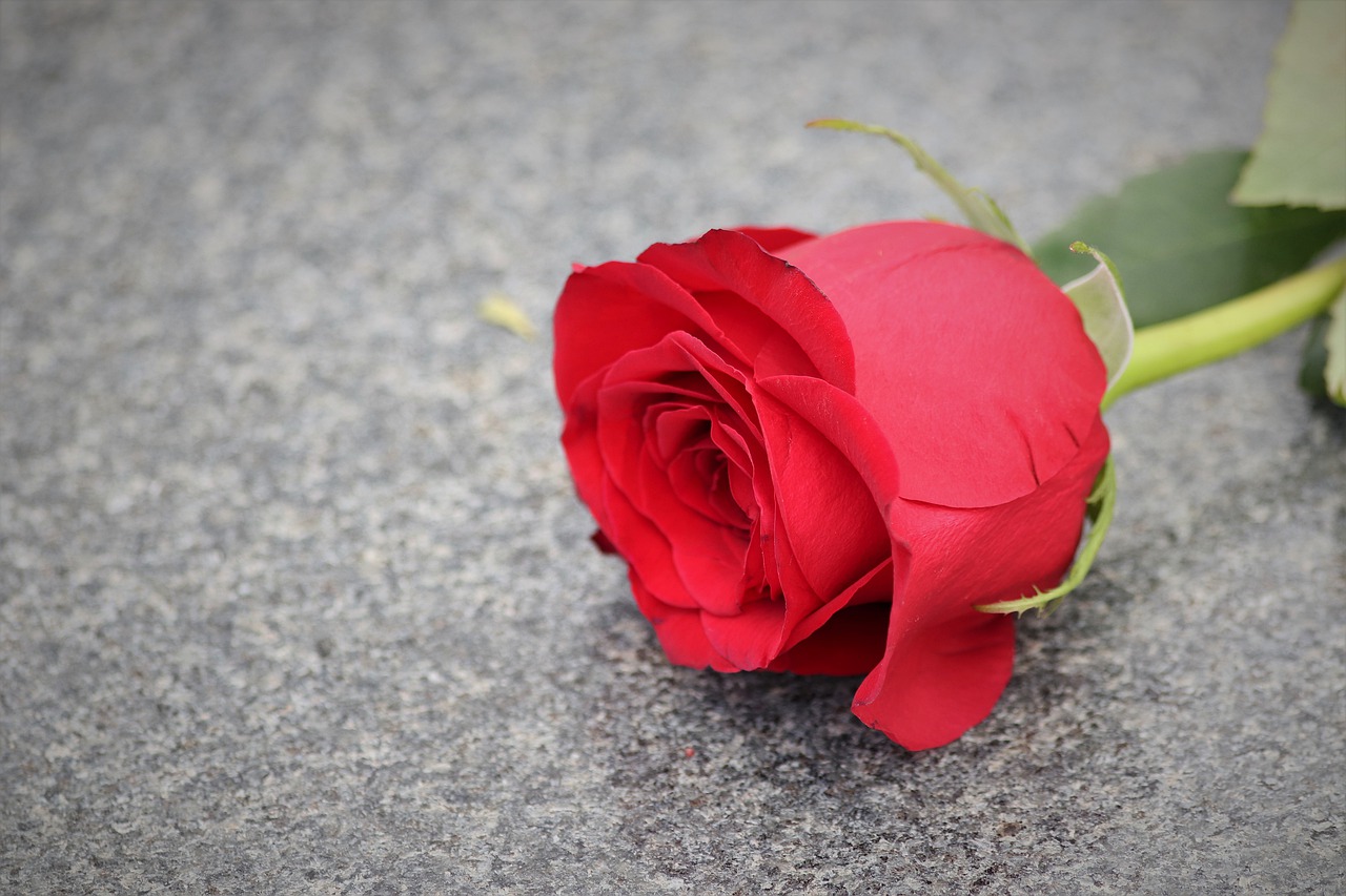 single red rose  love symbol  condolence free photo
