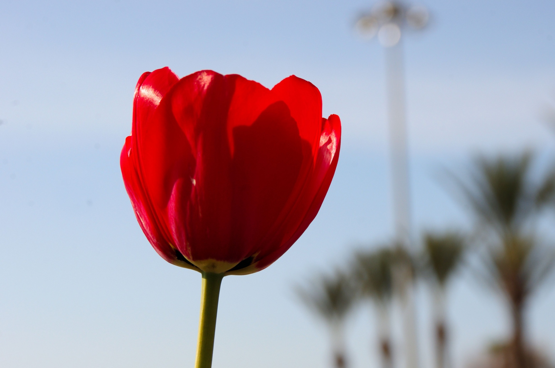 single red tulip free photo