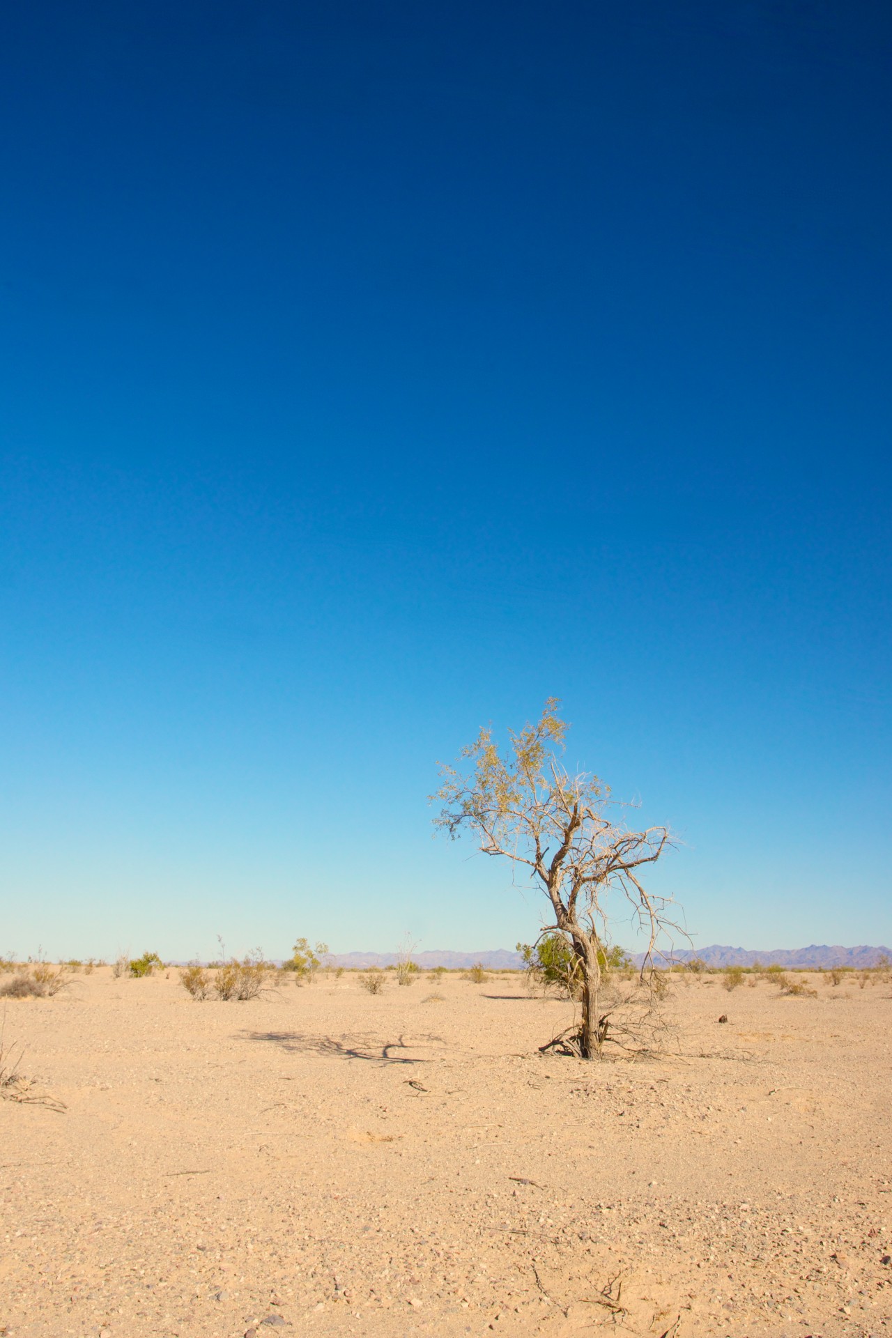 alone arid climate free photo