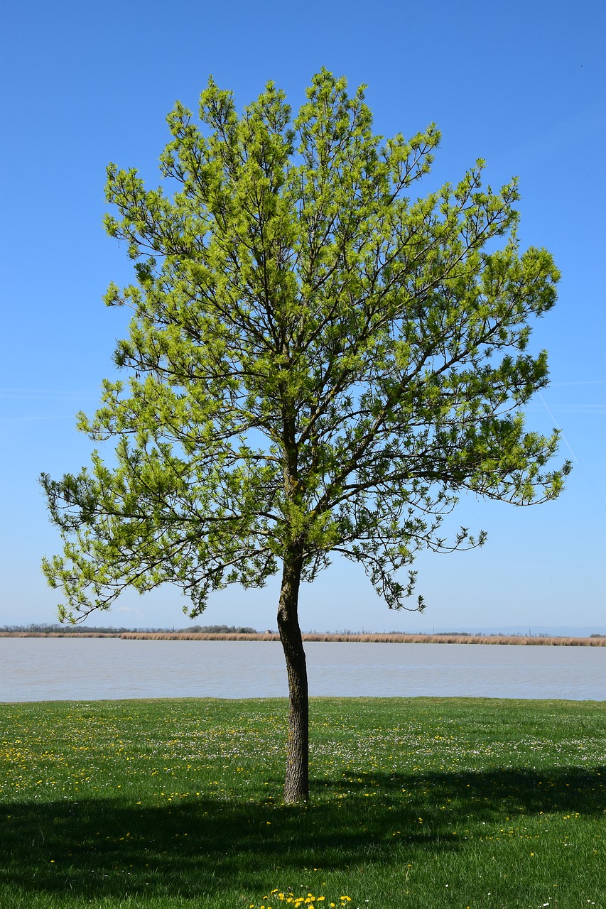 single tree on the zicksee  deciduous tree  a tree free photo