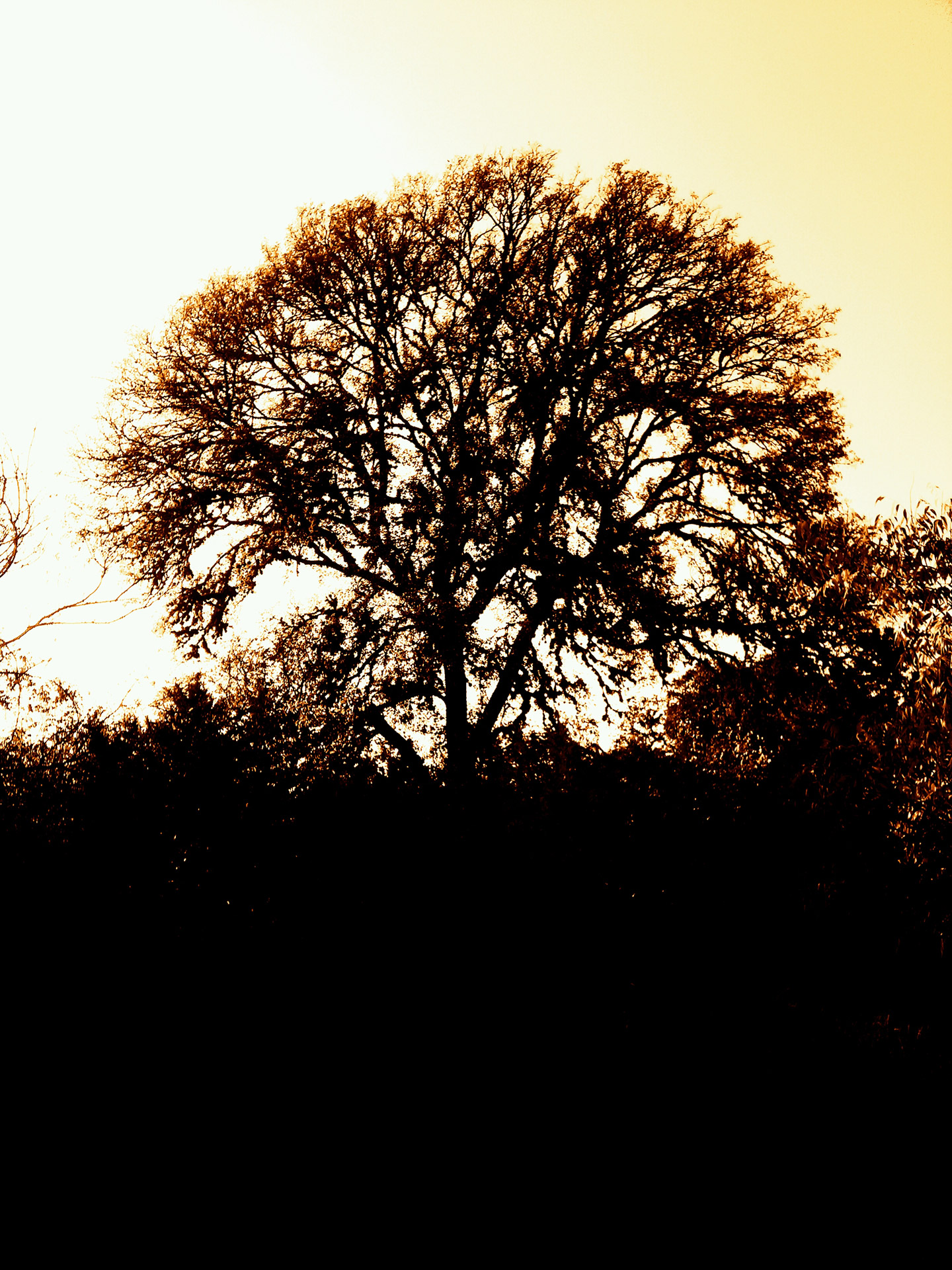 tree silhouette nature oak tree free photo