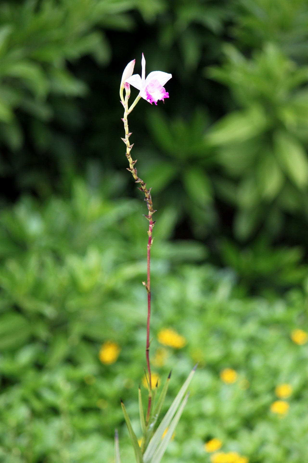 single white red orchid flower standing alone garden free photo