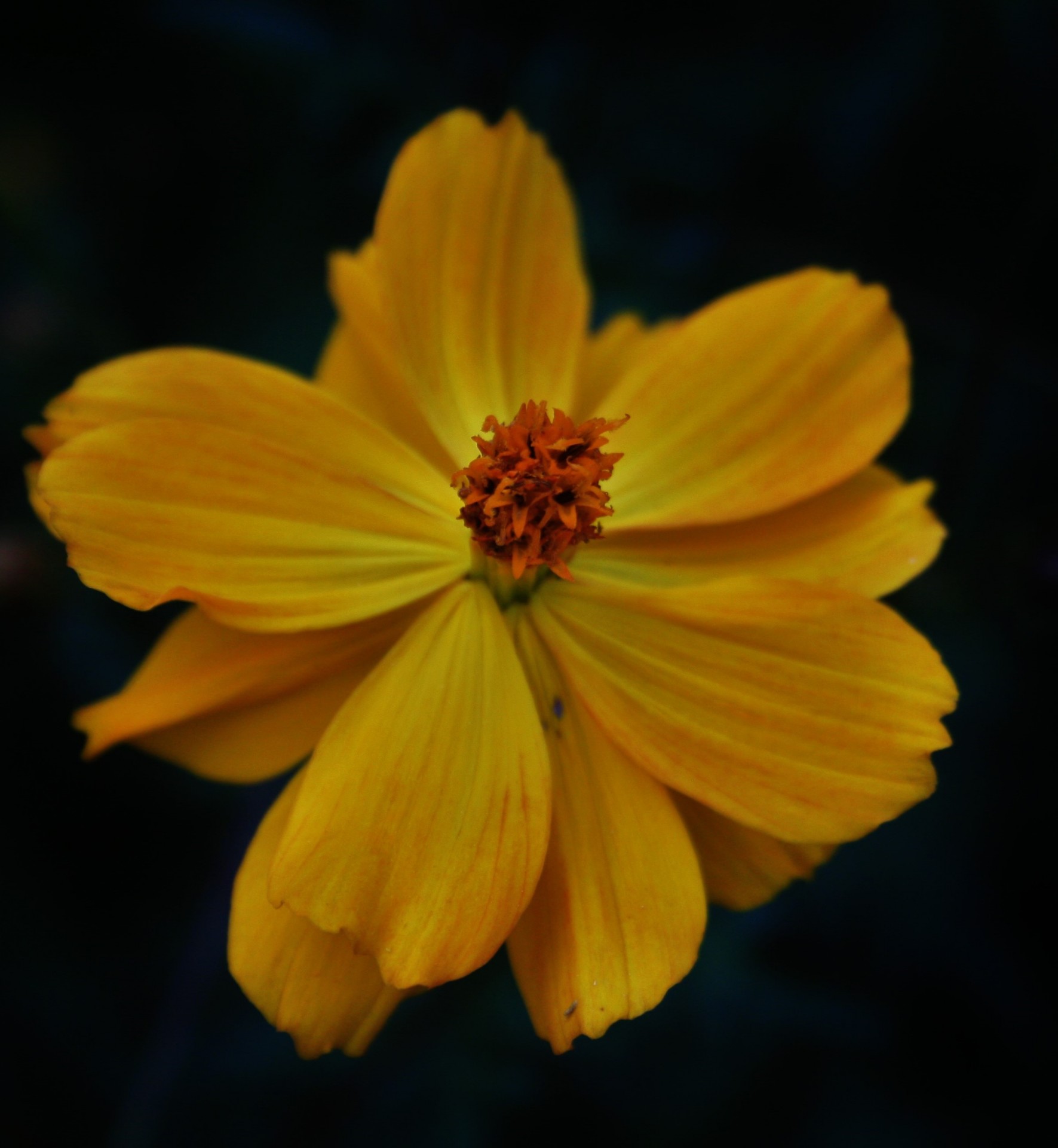 flower cosmos yellow bright free photo