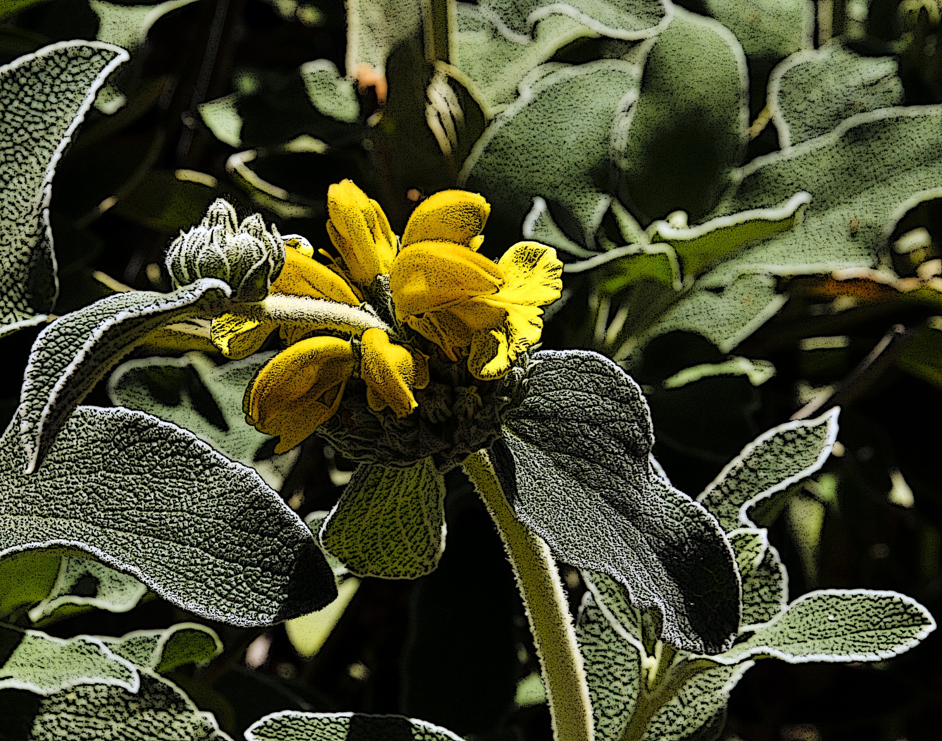 yellow flower flowers free photo