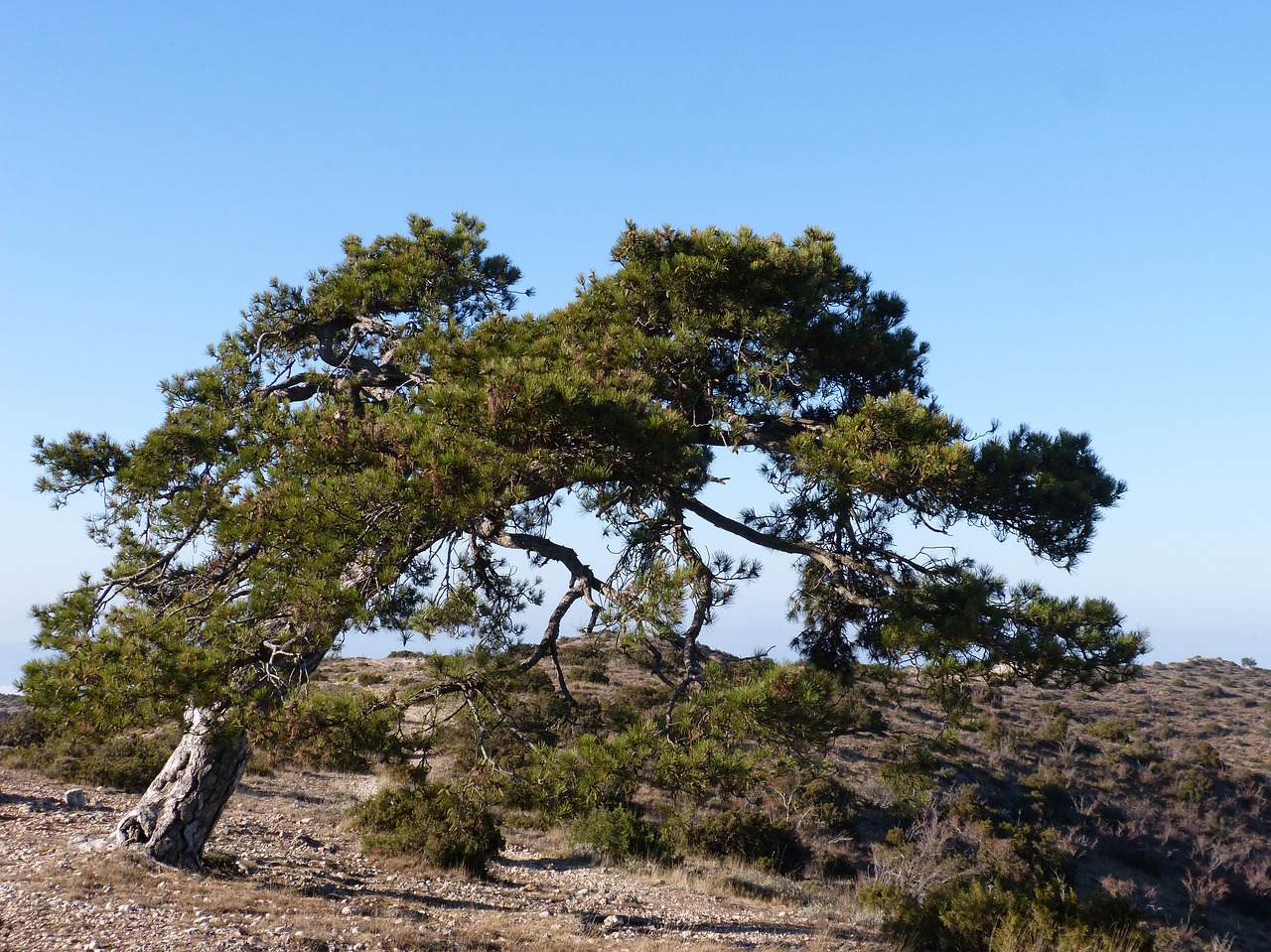 singular tree pine montsant free photo