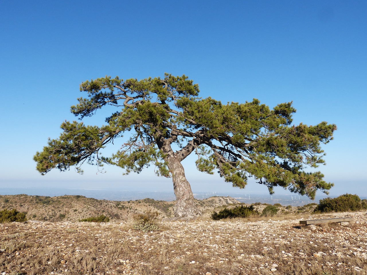 singular tree pine montsant free photo
