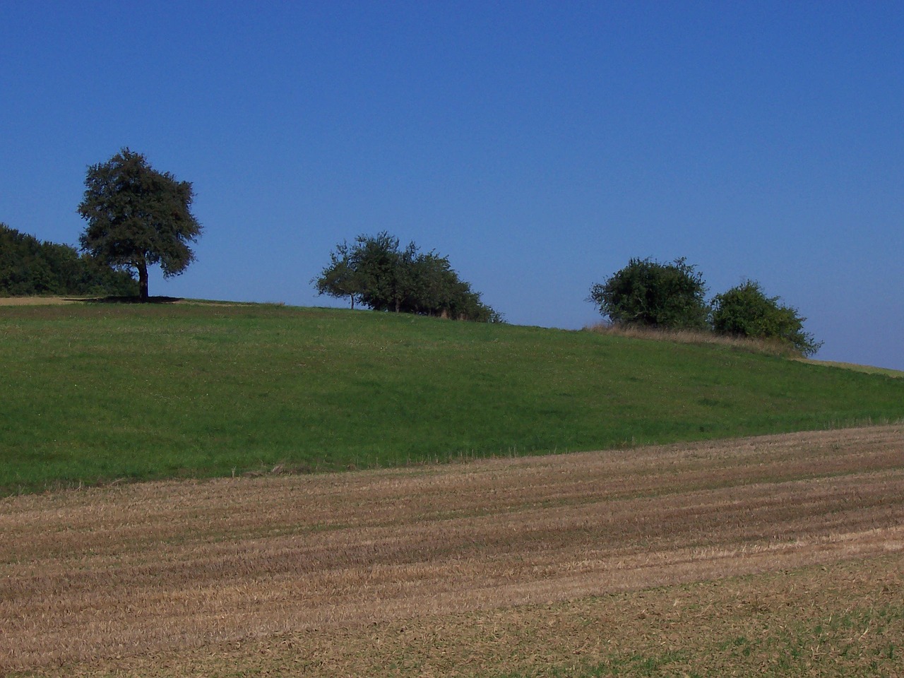 sinsheim landscape meadow free photo