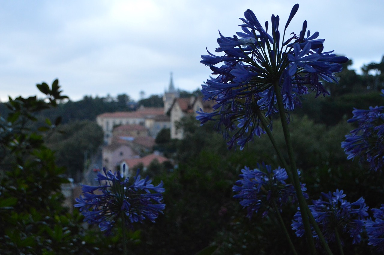 sintra magical castle free photo
