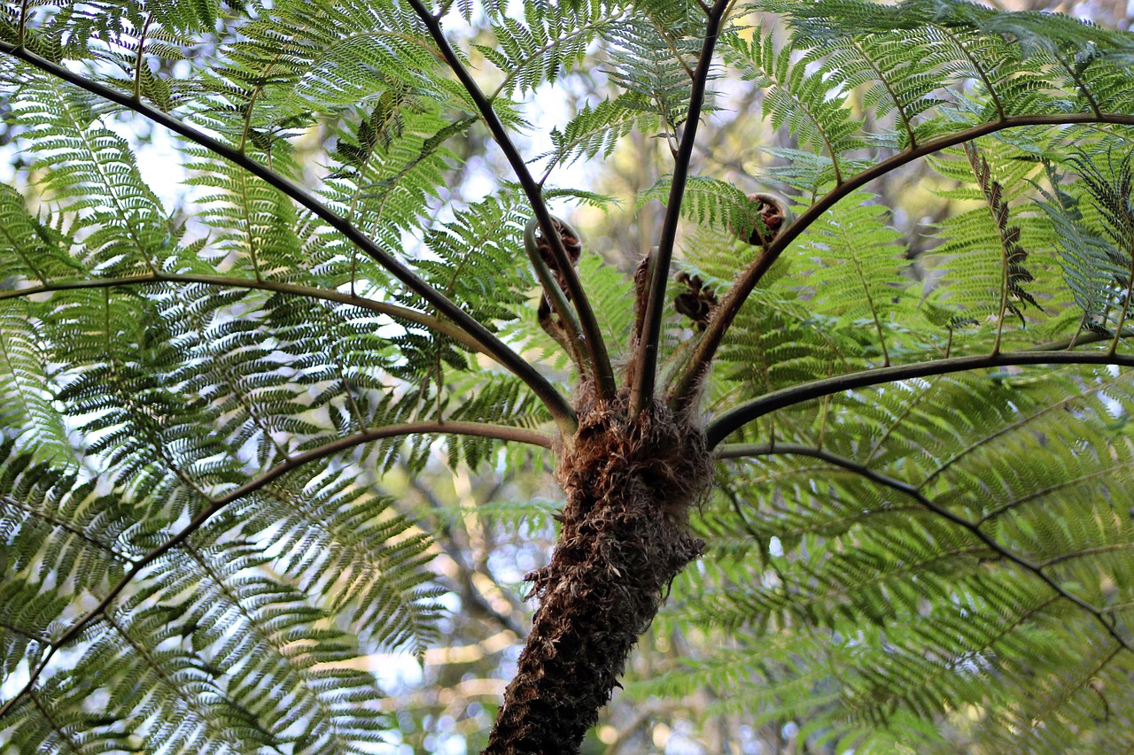 sintra  flowers  forest free photo