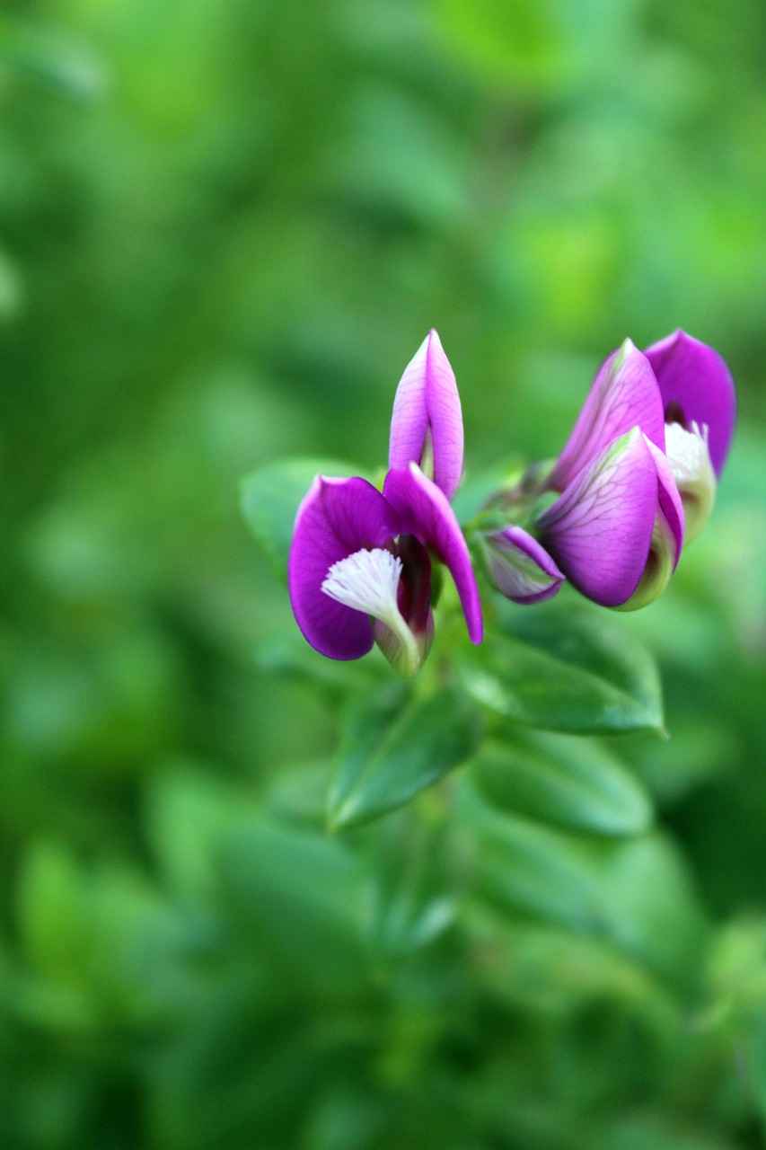 sintra  flowers  forest free photo