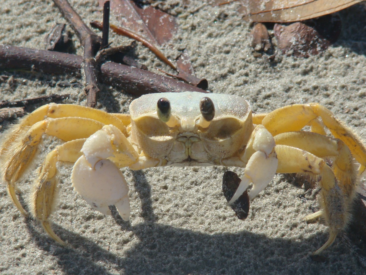 siri beach animal free photo