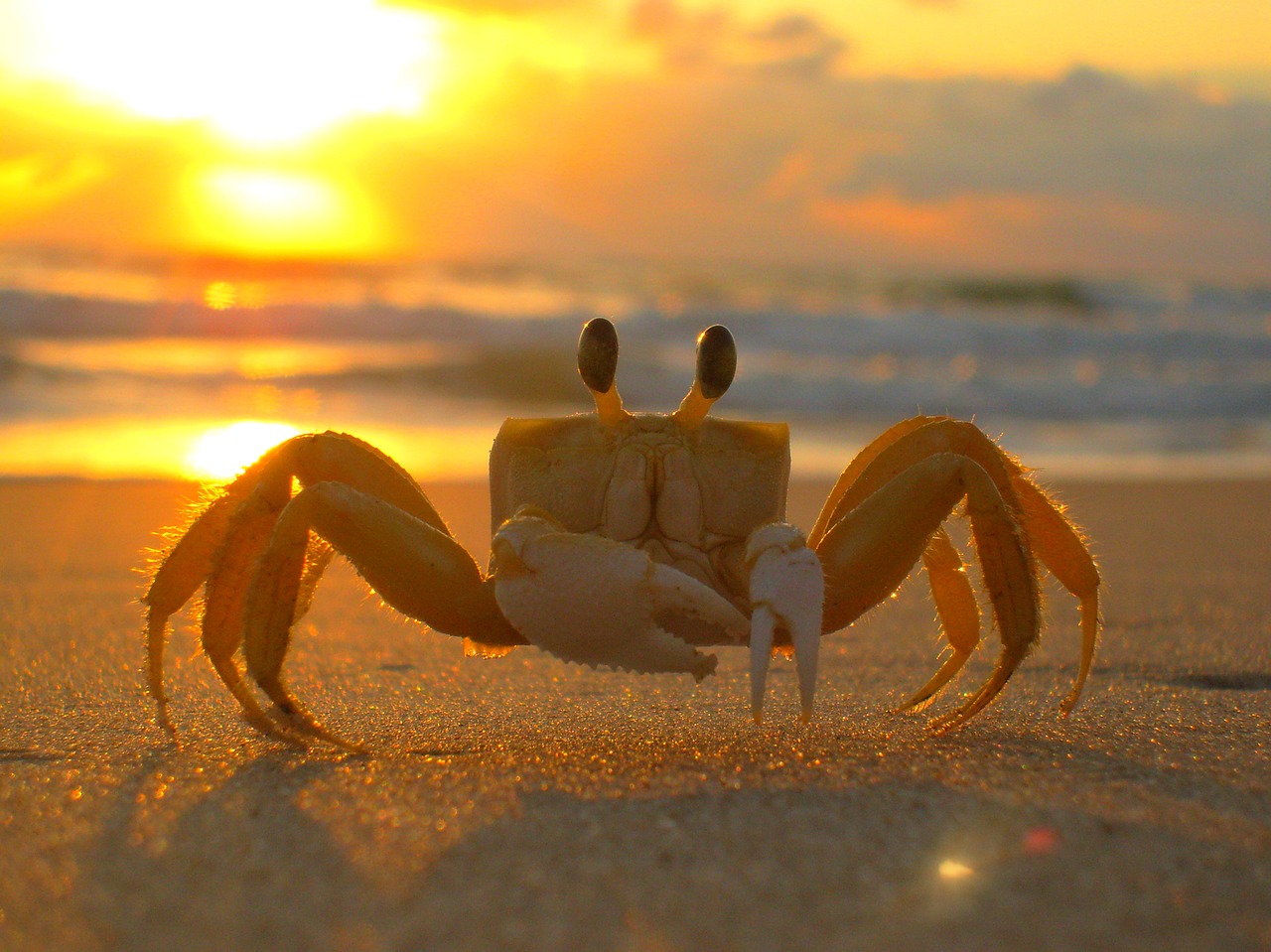 siri beach crab free photo