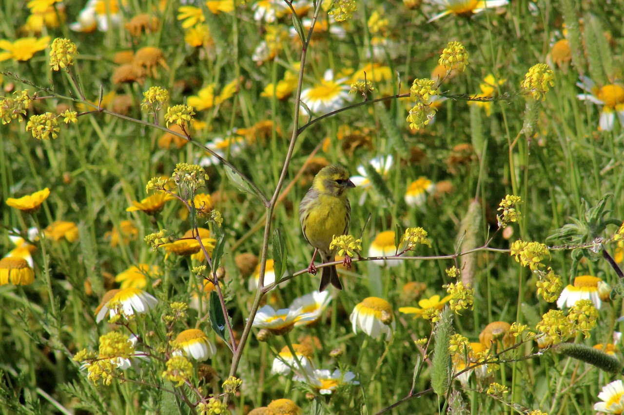siskin bird yellow free photo