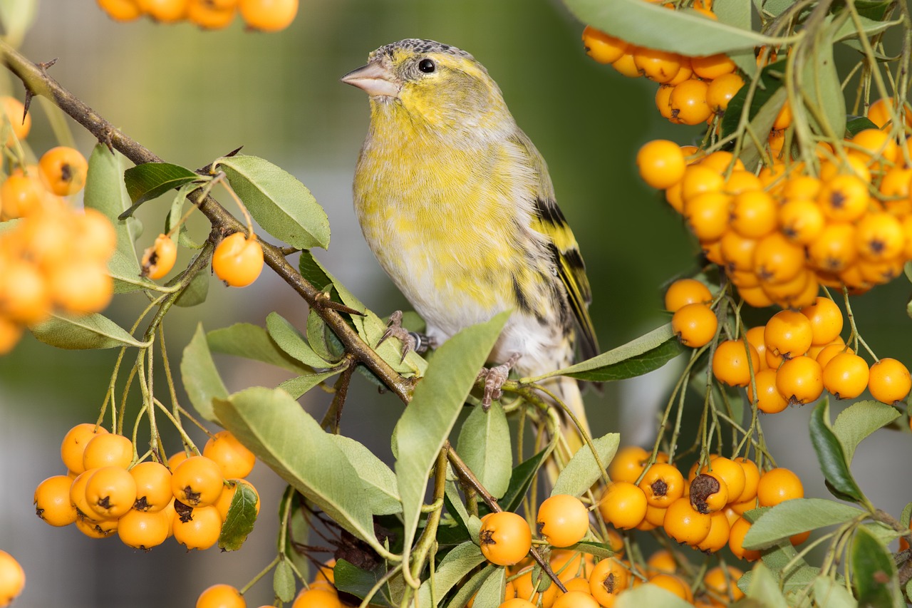 siskins  siskin  fink free photo