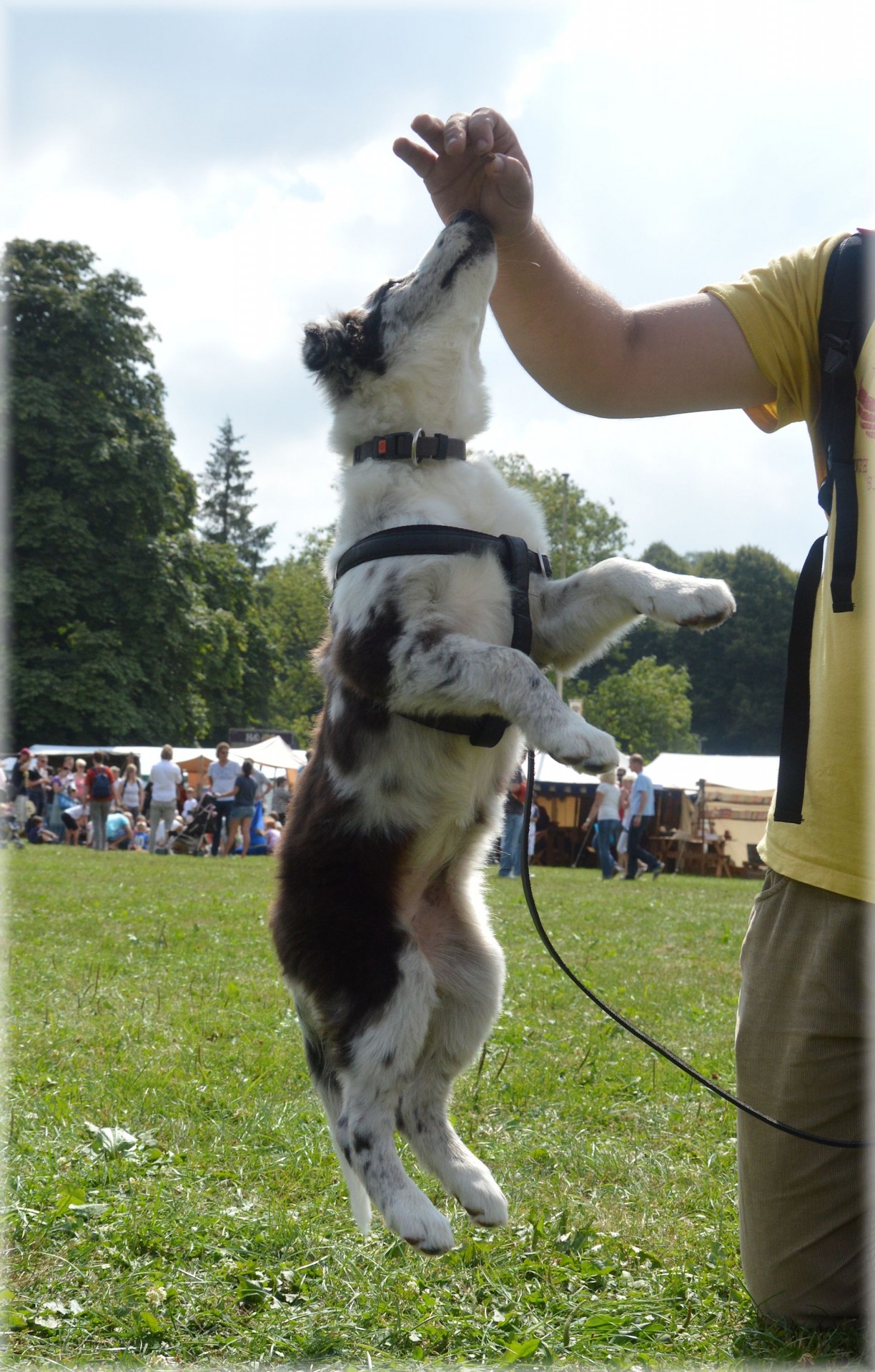 dog pet border collie free photo