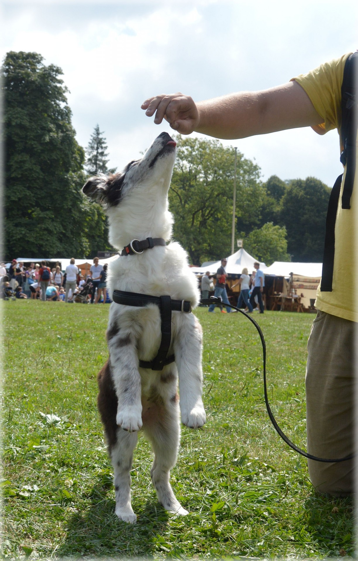 dog pet border collie free photo