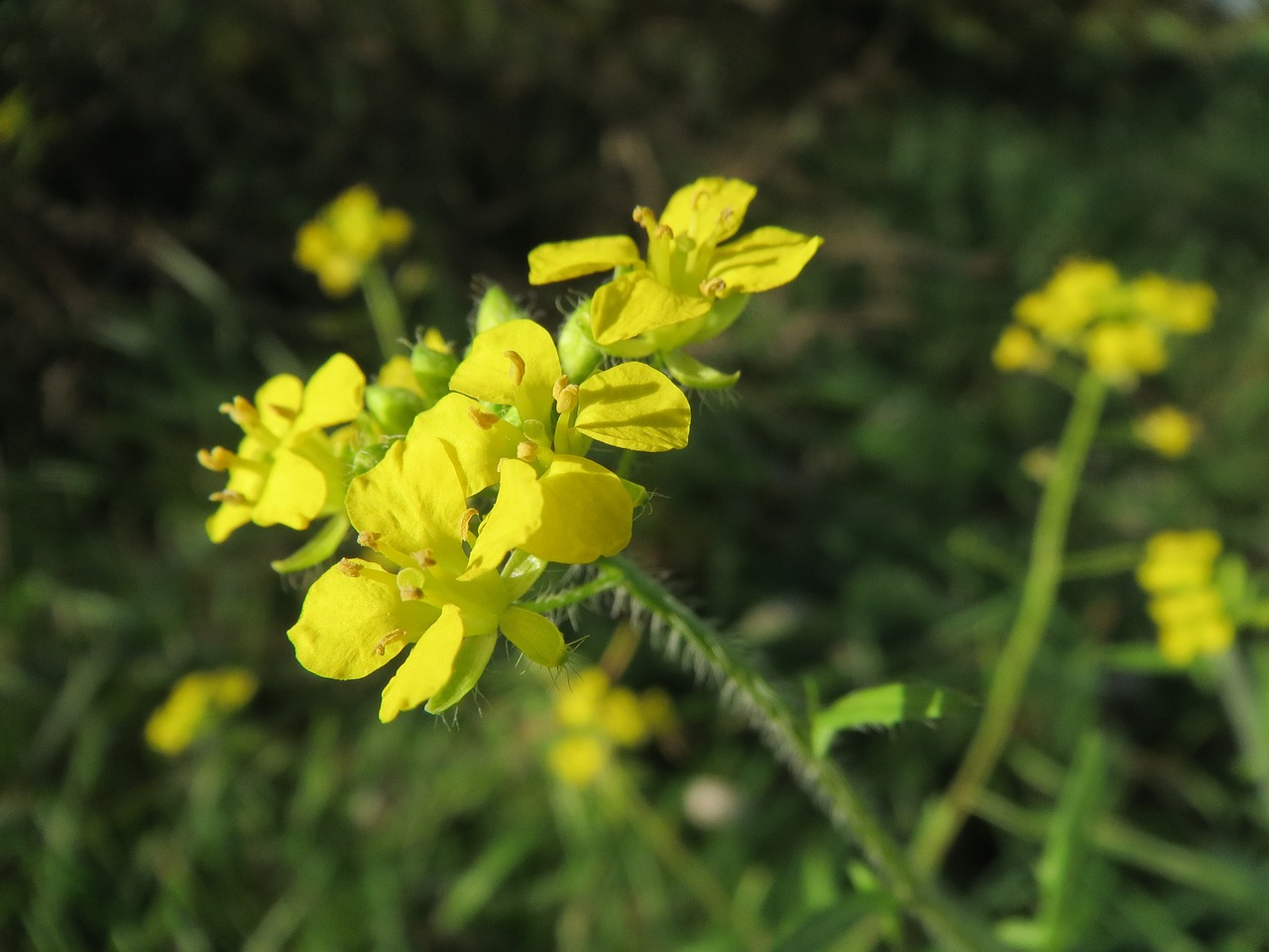 sisymbrium loeselii small tumbleweed mustard tall hedge mustard free photo